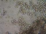 Postia ptychogaster image