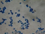 Postia ptychogaster image
