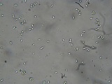 Postia ptychogaster image
