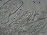 Postia ptychogaster image