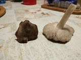 Tricholoma terreum image