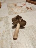 Tricholoma terreum image
