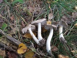 Tricholoma terreum image