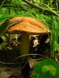 Boletus subglabripes image