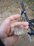 Tricholoma terreum image
