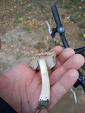 Tricholoma terreum image