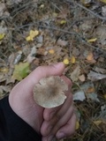 Tricholoma terreum image