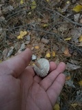 Tricholoma terreum image