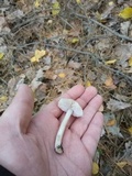 Tricholoma terreum image