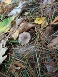 Tricholoma terreum image