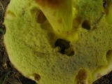 Boletus subglabripes image