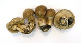 Tricholoma imbricatum image