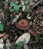 Armillaria sinapina image