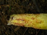Boletus subglabripes image