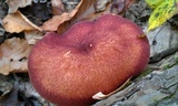 Tricholomopsis rutilans image