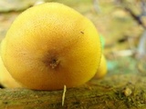 Tricholomopsis decora image