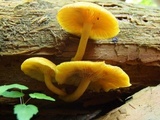 Tricholomopsis decora image