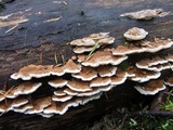 Trametes ochracea image