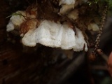 Postia undosa image
