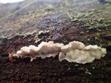 Postia undosa image