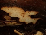 Skeletocutis stellae image