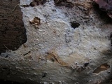 Skeletocutis biguttulata image