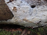 Skeletocutis biguttulata image