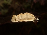 Skeletocutis carneogrisea image
