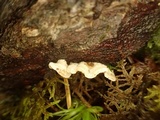 Skeletocutis carneogrisea image