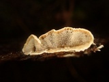 Skeletocutis carneogrisea image