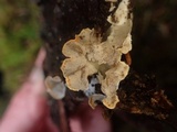 Skeletocutis carneogrisea image