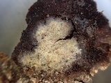 Skeletocutis brevispora image