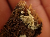 Skeletocutis brevispora image