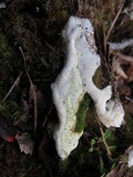 Sidera lenis image