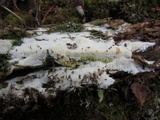 Sidera lenis image