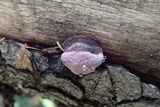 Fomitopsis rosea image