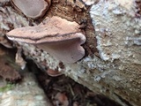 Fomitopsis rosea image
