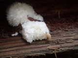 Postia ptychogaster image