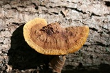 Phellinus gilvus image