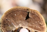 Phellinus gilvus image
