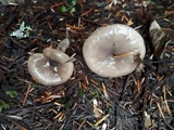 Lactarius pseudomucidus image