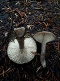 Lactarius pseudomucidus image