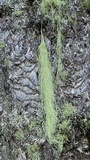 Usnea cavernosa image