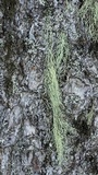 Usnea cavernosa image