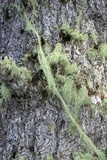 Usnea cavernosa image