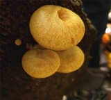 Tricholomopsis sulphureoides image