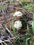 Amanita persicina image