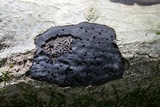 Diatrype stigma image