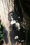 Diatrype stigma image