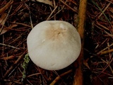 Agaricus placomyces image